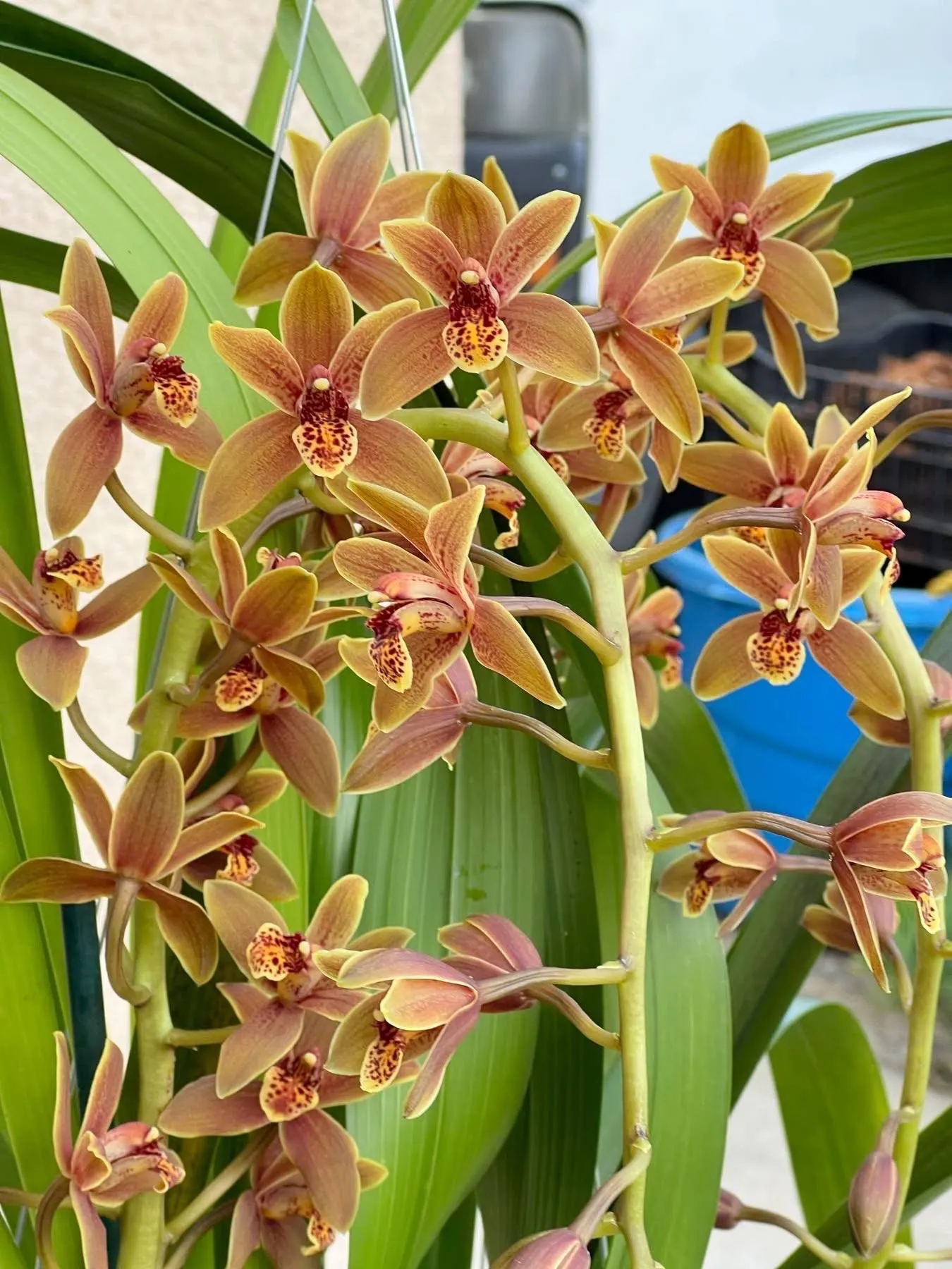 Cymbidium Lambert Day ~ Supper Fragrant - Image 4