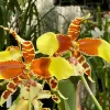 Rossioglossum Rawdon Jester ‘Great Bee’ - Image 3