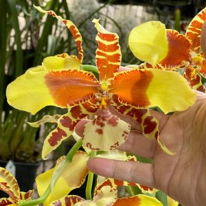 Rossioglossum Rawdon Jester ‘Great Bee’