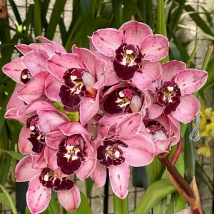 Alternative view of Cymbidium Rocky Greek ‘Gotcha’