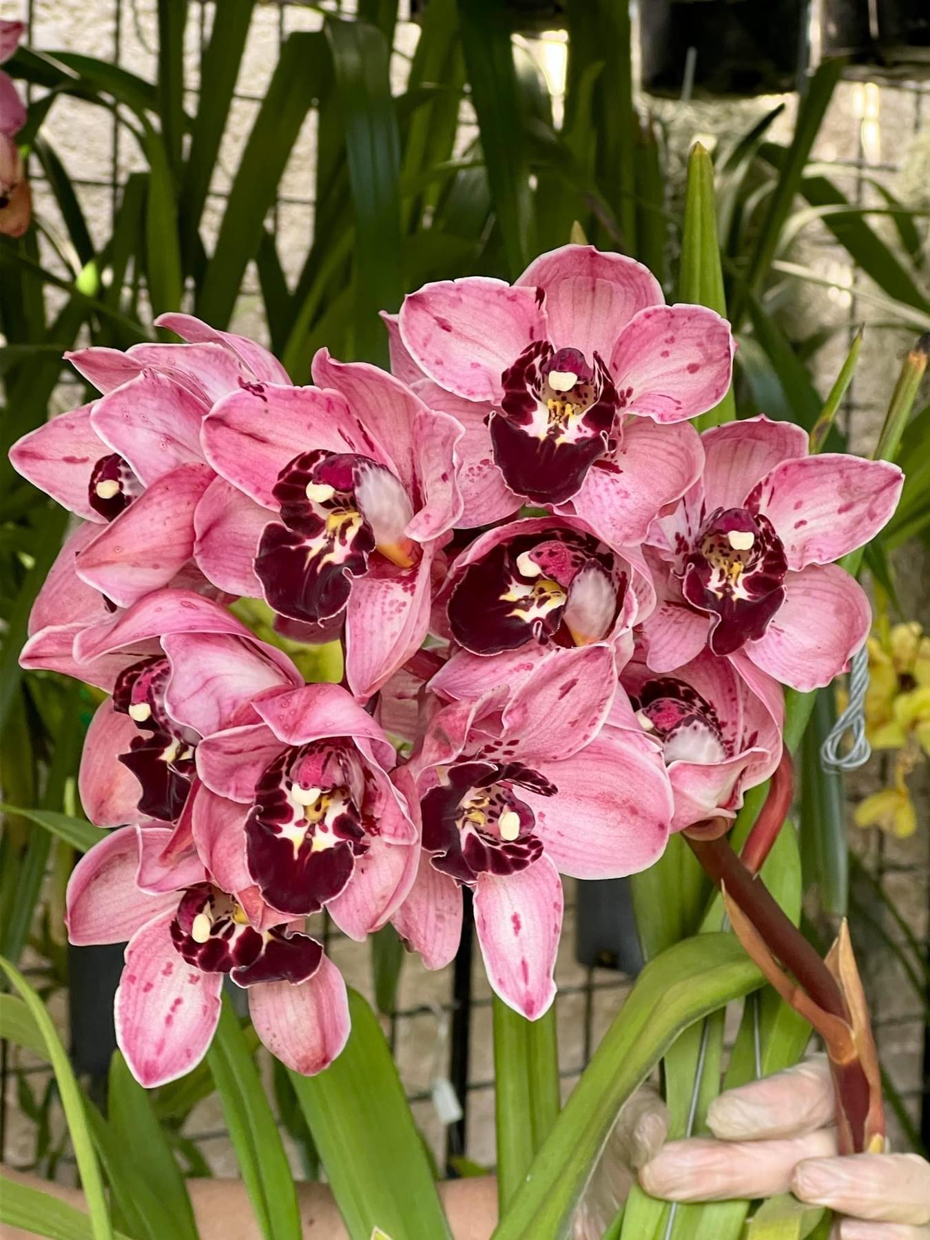 Cymbidium Rocky Greek ‘Gotcha’ - Image 2