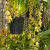 Cymbidium Len Southward - Image 4