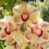 Cymbidium Kimberly Splash ‘TeePee’ - Image 4