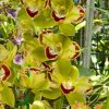 Cymbidium Vidar ’Harlequin’ - Image 3