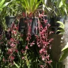 Cymbidium #2551 - Image 5