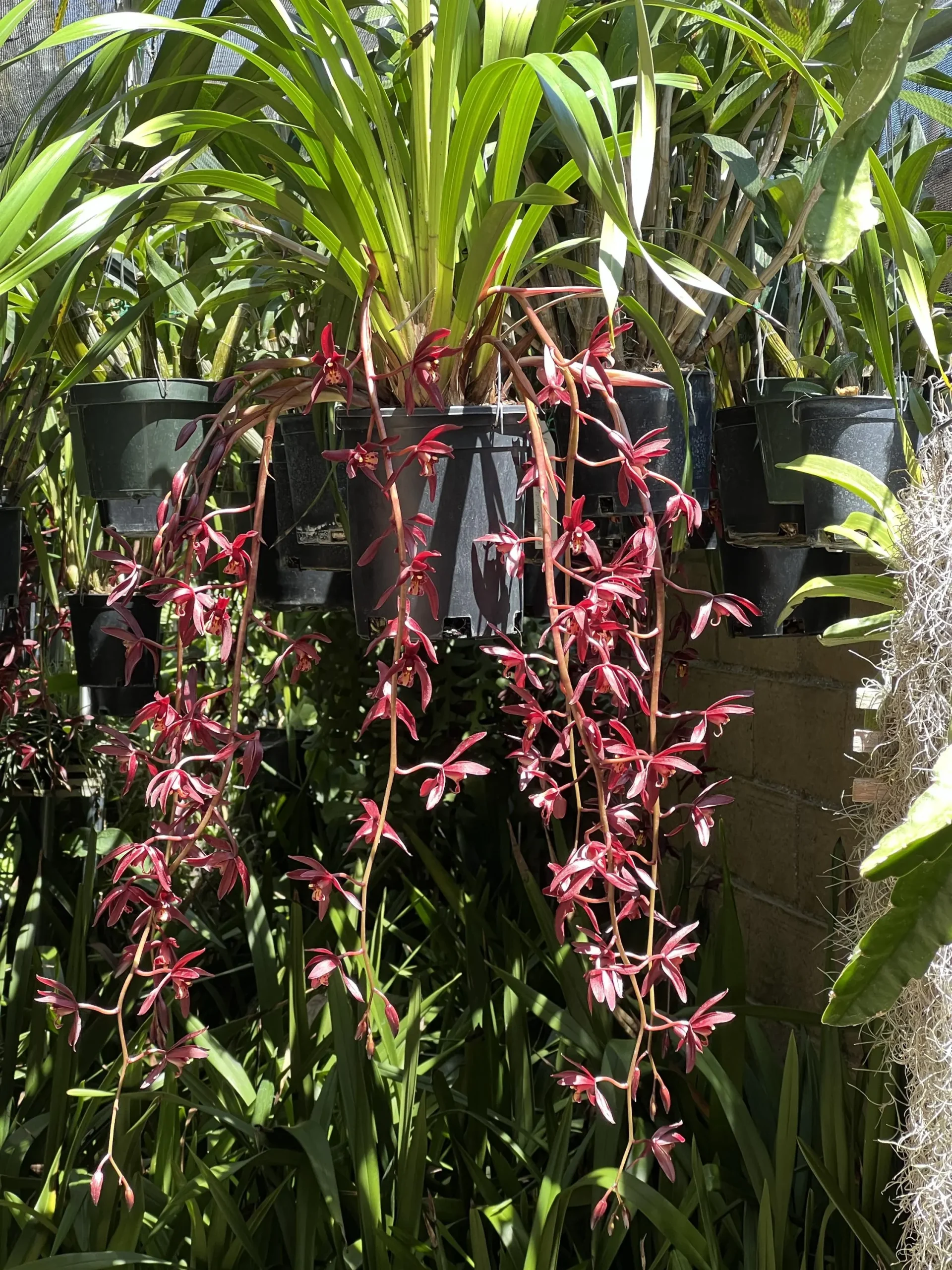 Cymbidium #2551 - Image 5