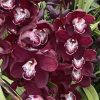 Cymbidium Khan Fury ‘Black Plum’ - Image 5