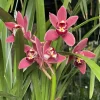 Cymbidium (Jessie Blackiston x Peter's Fire) 'Yellow Spot Pink' - Image 3