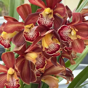 Cymbidium Barrita Magic 'Flame Brown'