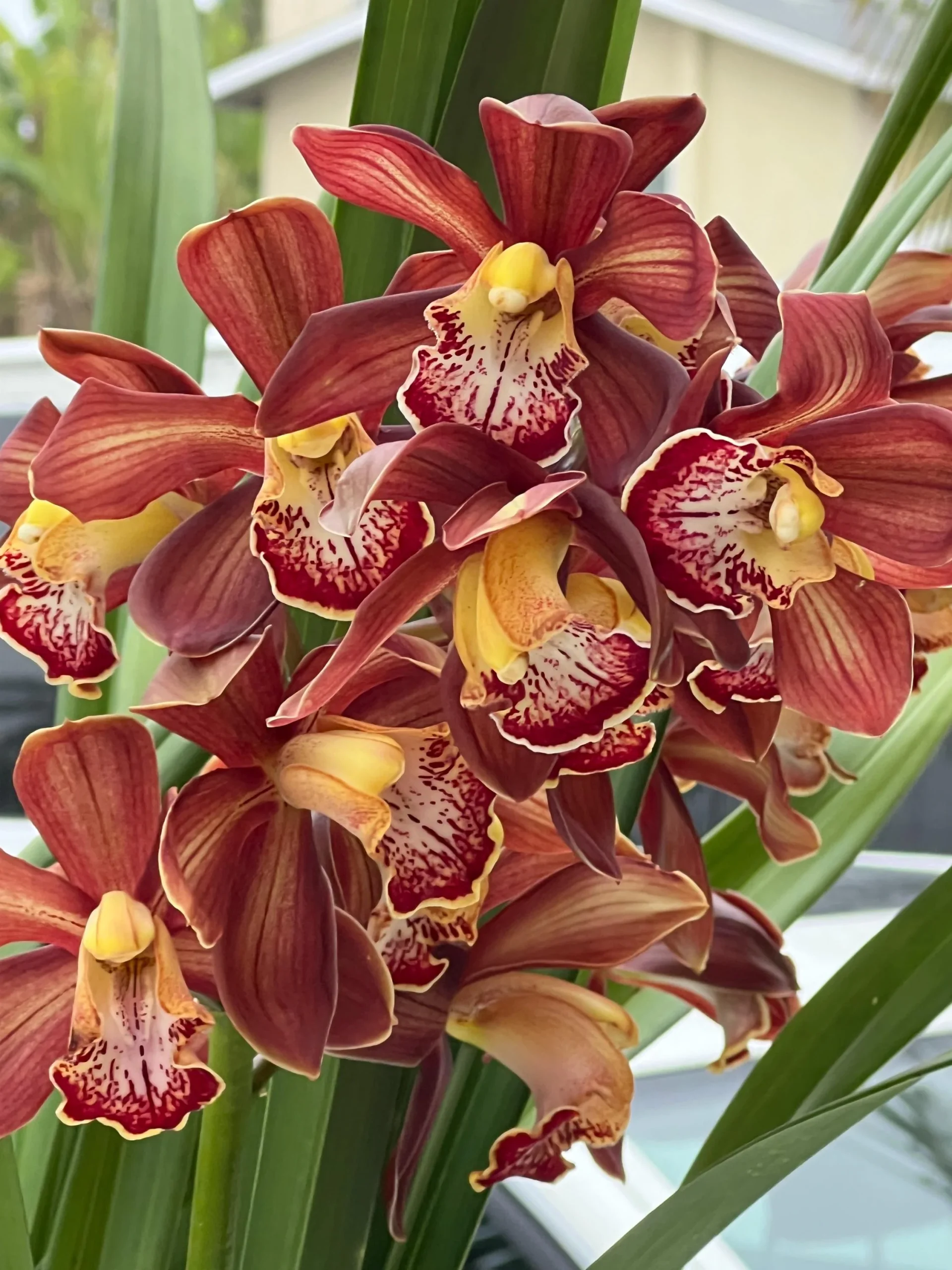 Cymbidium Barrita Magic 'Flame Brown'