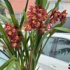 Cymbidium Barrita Magic 'Flame Brown' - Image 5