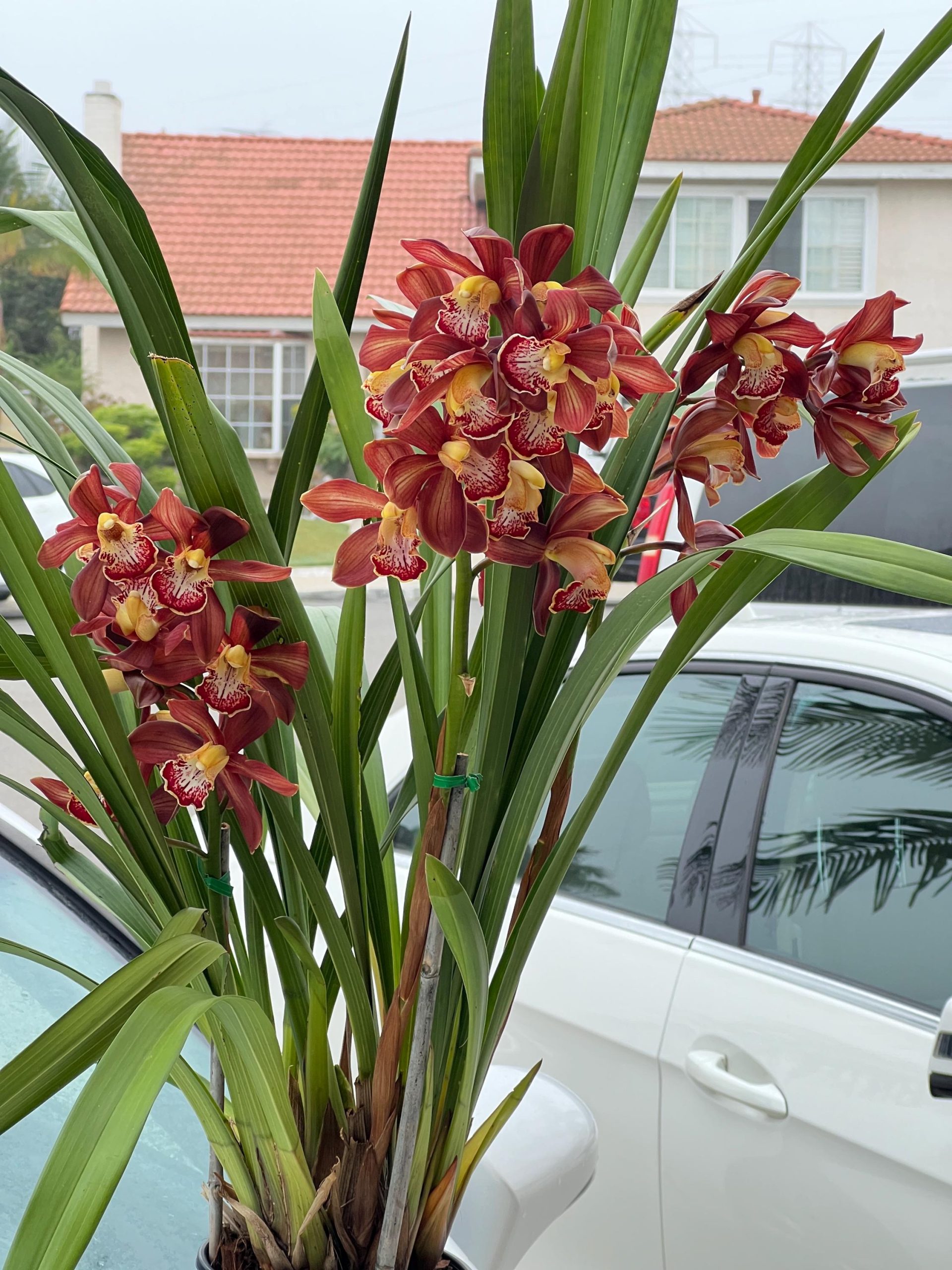 Cymbidium Barrita Magic 'Flame Brown' - Image 5