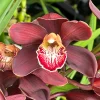 Cymbidium Barrita Magic 'Flame'