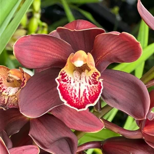 Cymbidium Barrita Magic 'Flame'