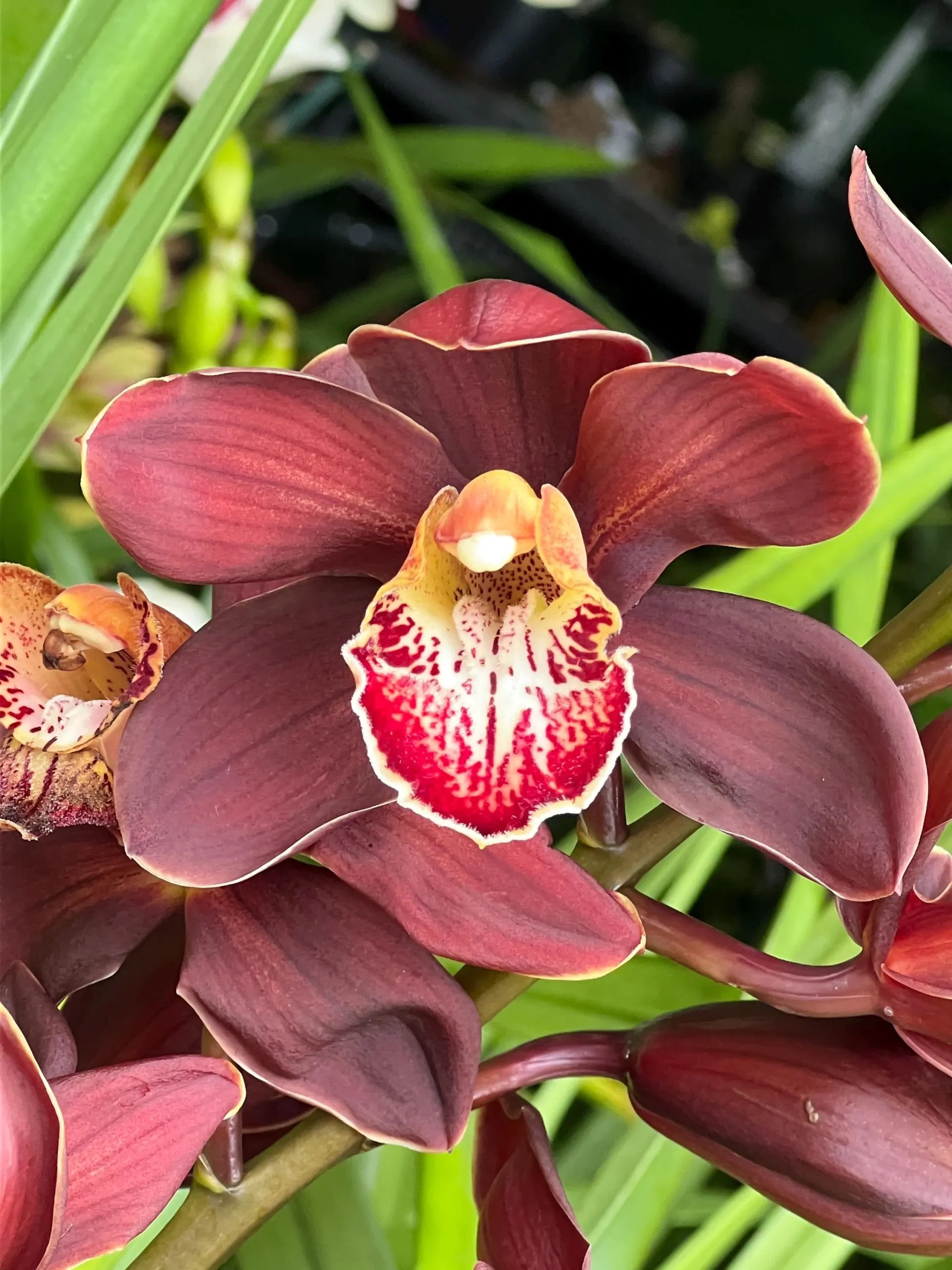 Cymbidium Barrita Magic 'Flame'