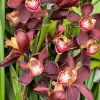 Cymbidium Barrita Magic 'Flame' - Image 5