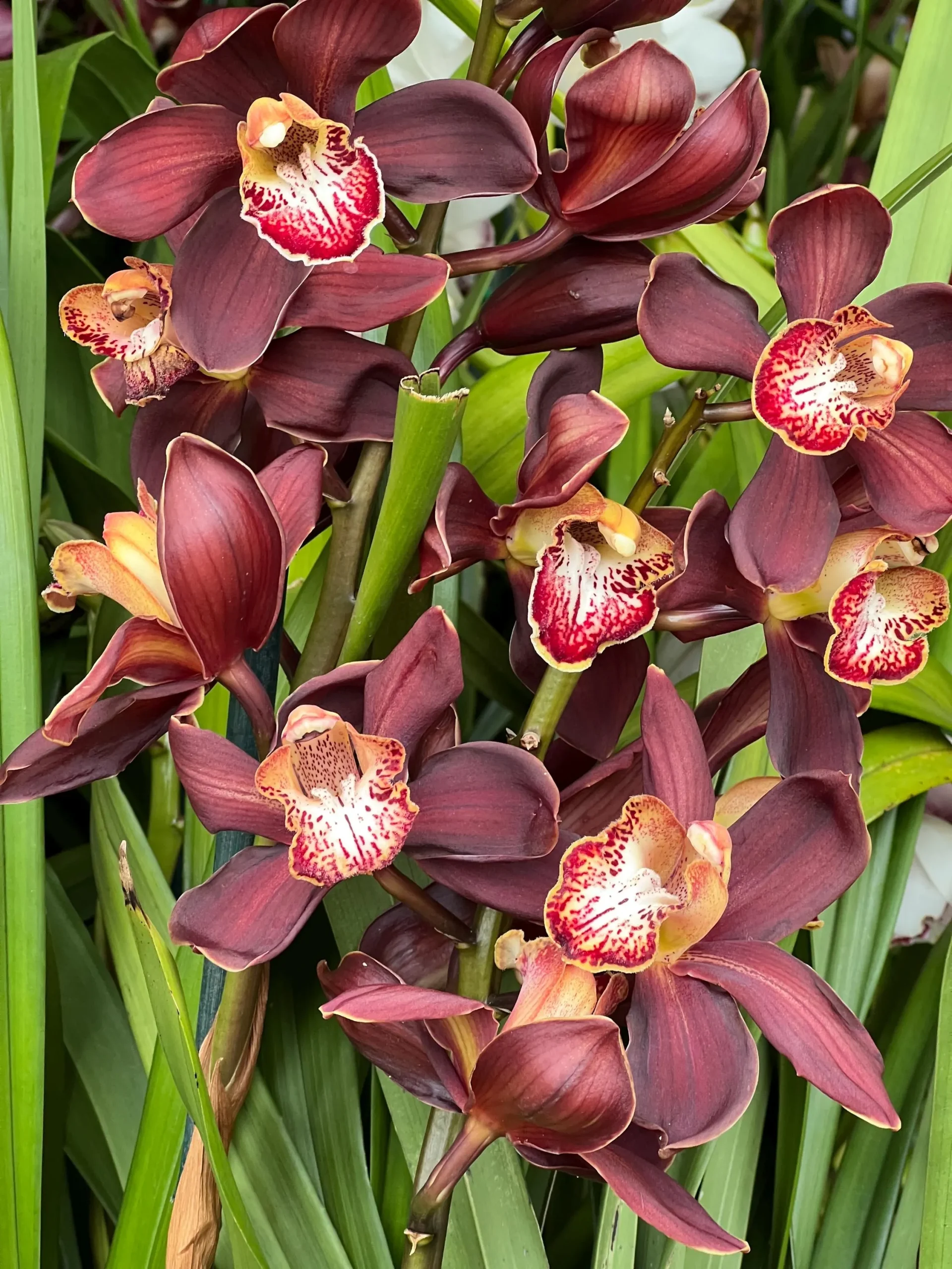 Cymbidium Barrita Magic 'Flame' - Image 5
