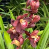Cymbidium Barrita Magic 'Flame' - Image 4