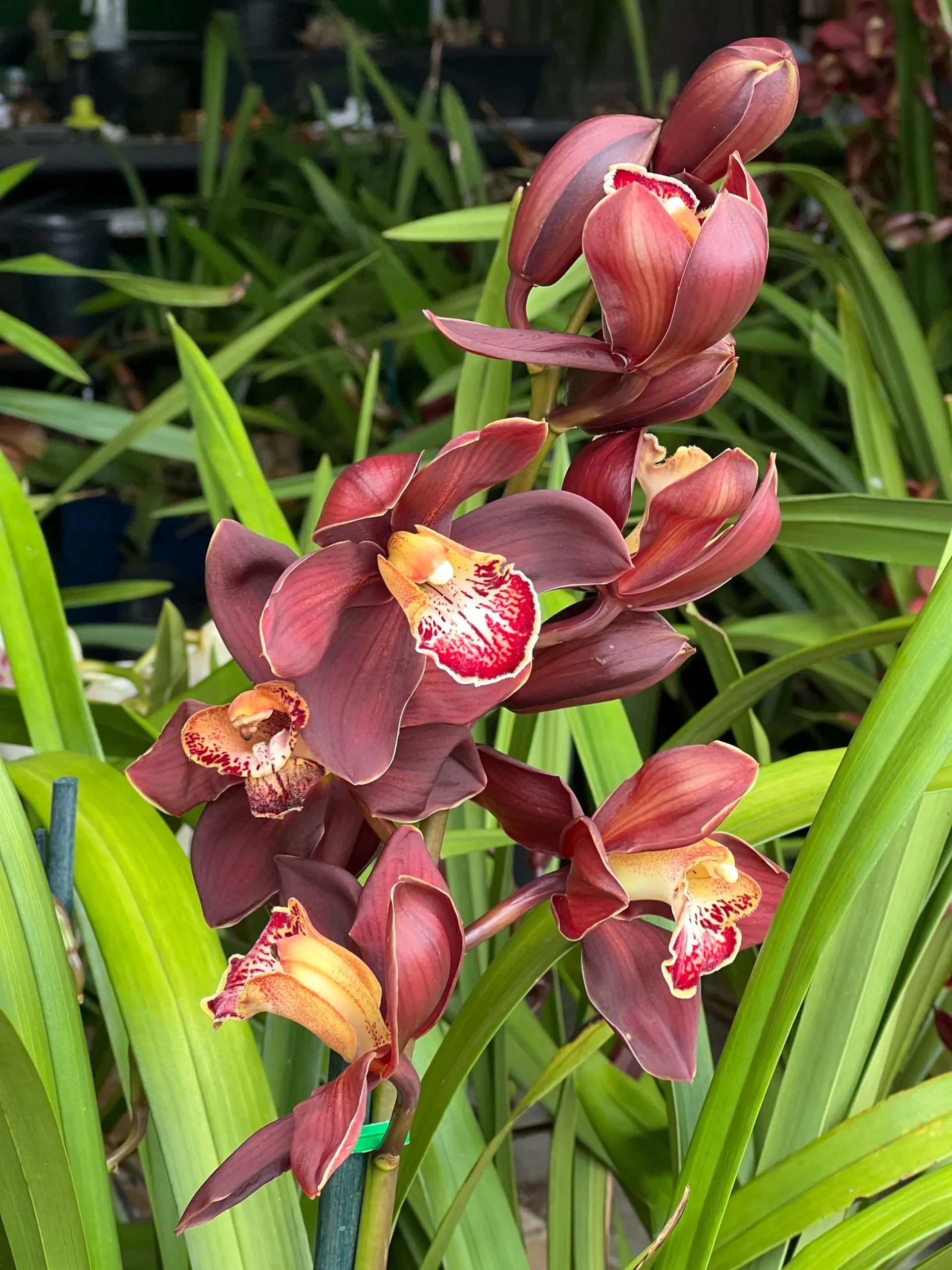 Cymbidium Barrita Magic 'Flame' - Image 4