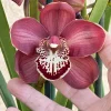 Cymbidium Barrita Magic 'Red' - Image 5