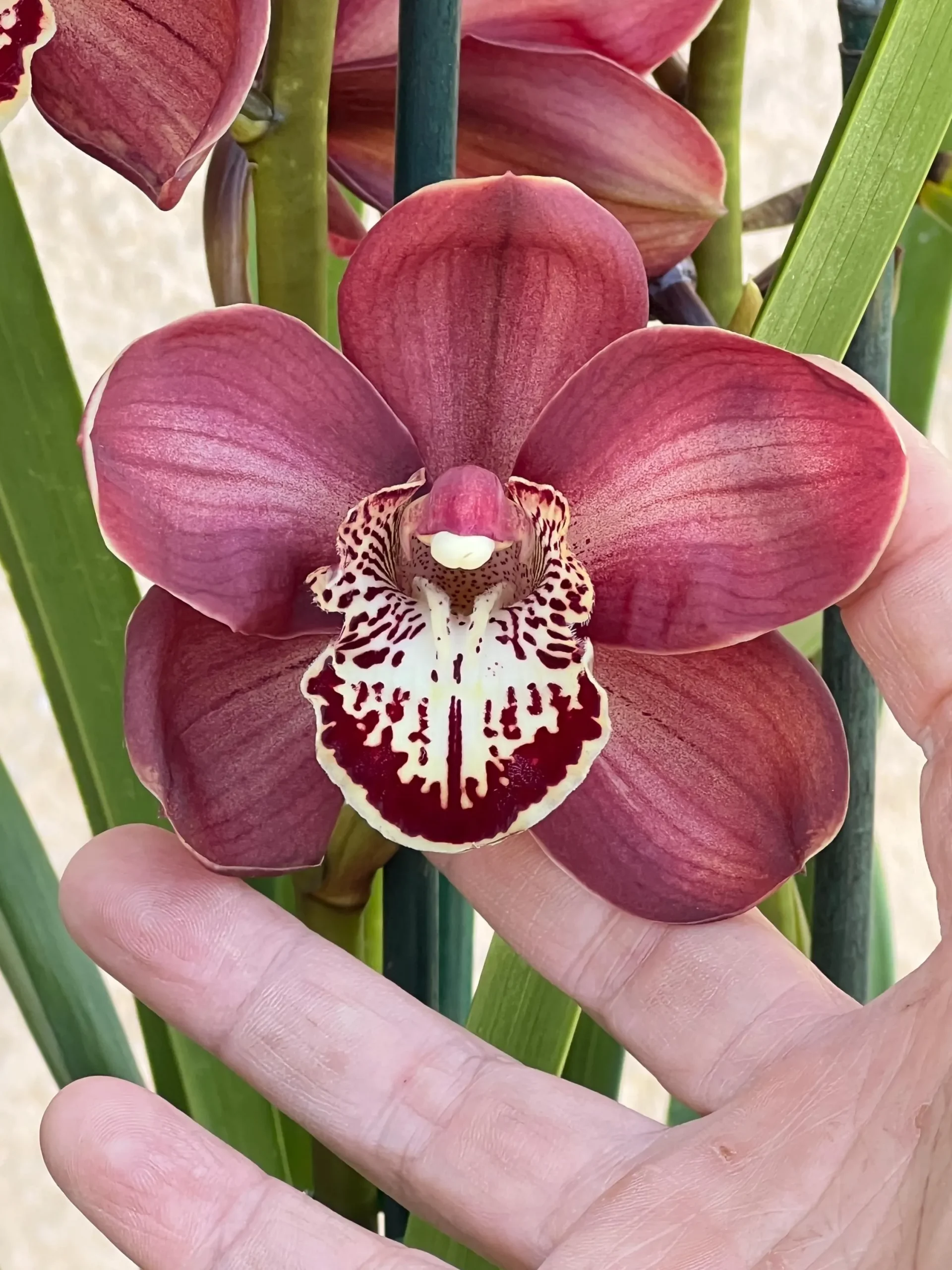 Cymbidium Barrita Magic 'Red' - Image 5