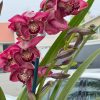 Cymbidium Barrita Pillar 'Claret' - Image 4