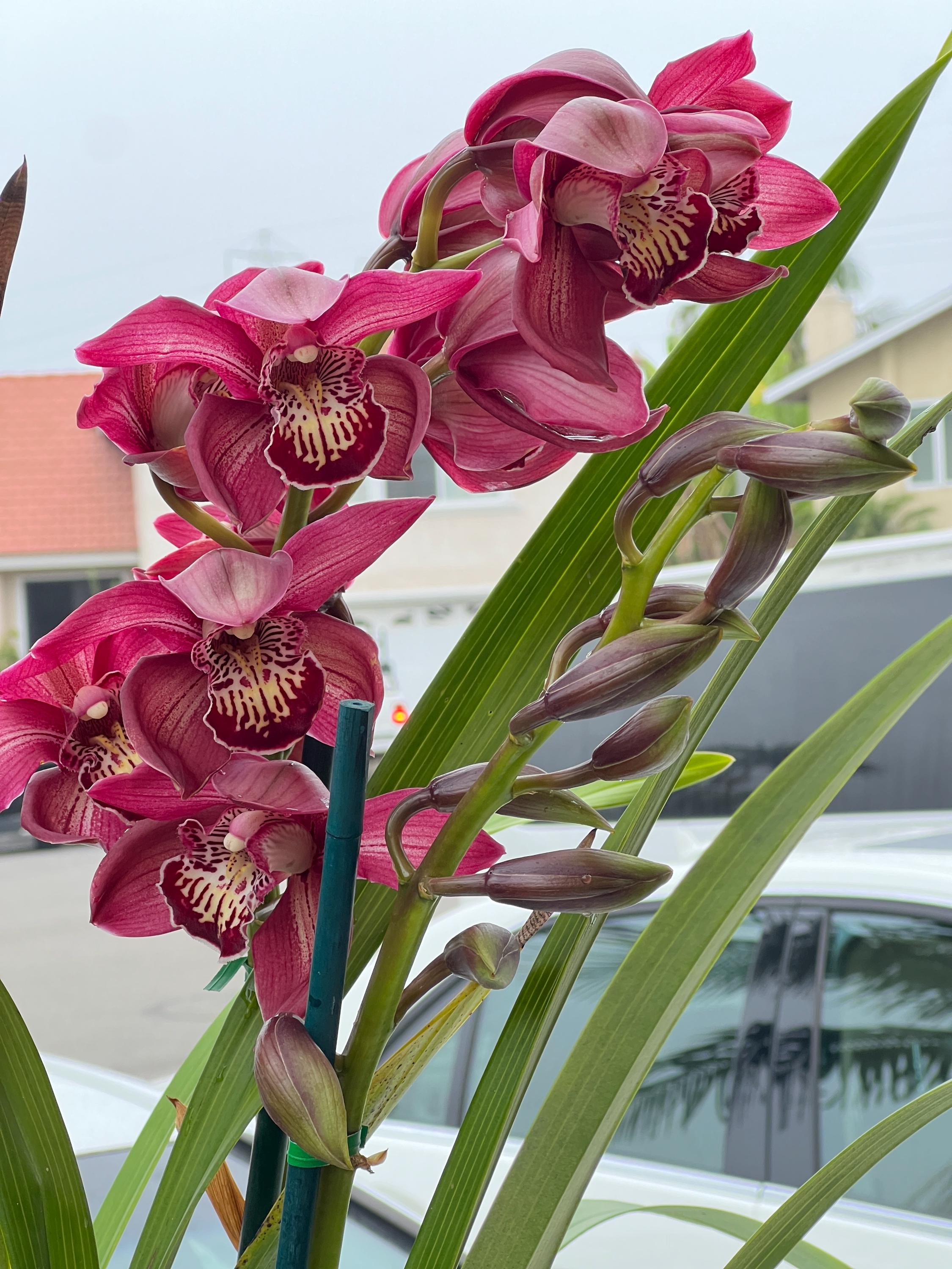 Cymbidium Barrita Pillar 'Claret' - Image 4