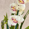 Cymbidium Barrita Peace ‘Early Winter' - Image 3