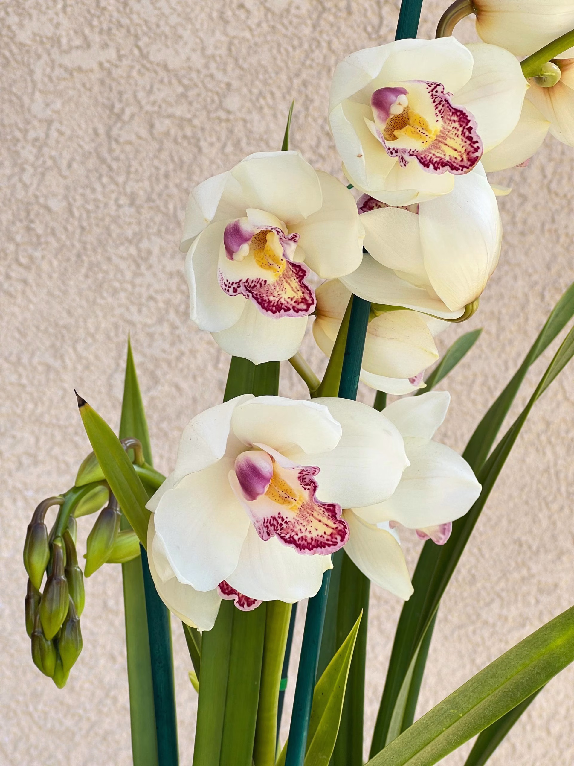 Cymbidium Barrita Peace ‘Early Winter' - Image 3