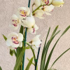 Cymbidium Barrita Peace ‘Early Winter' - Image 2