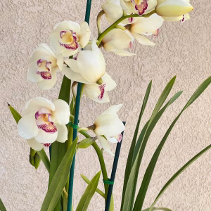 Alternative view of Cymbidium Barrita Peace ‘Early Winter'