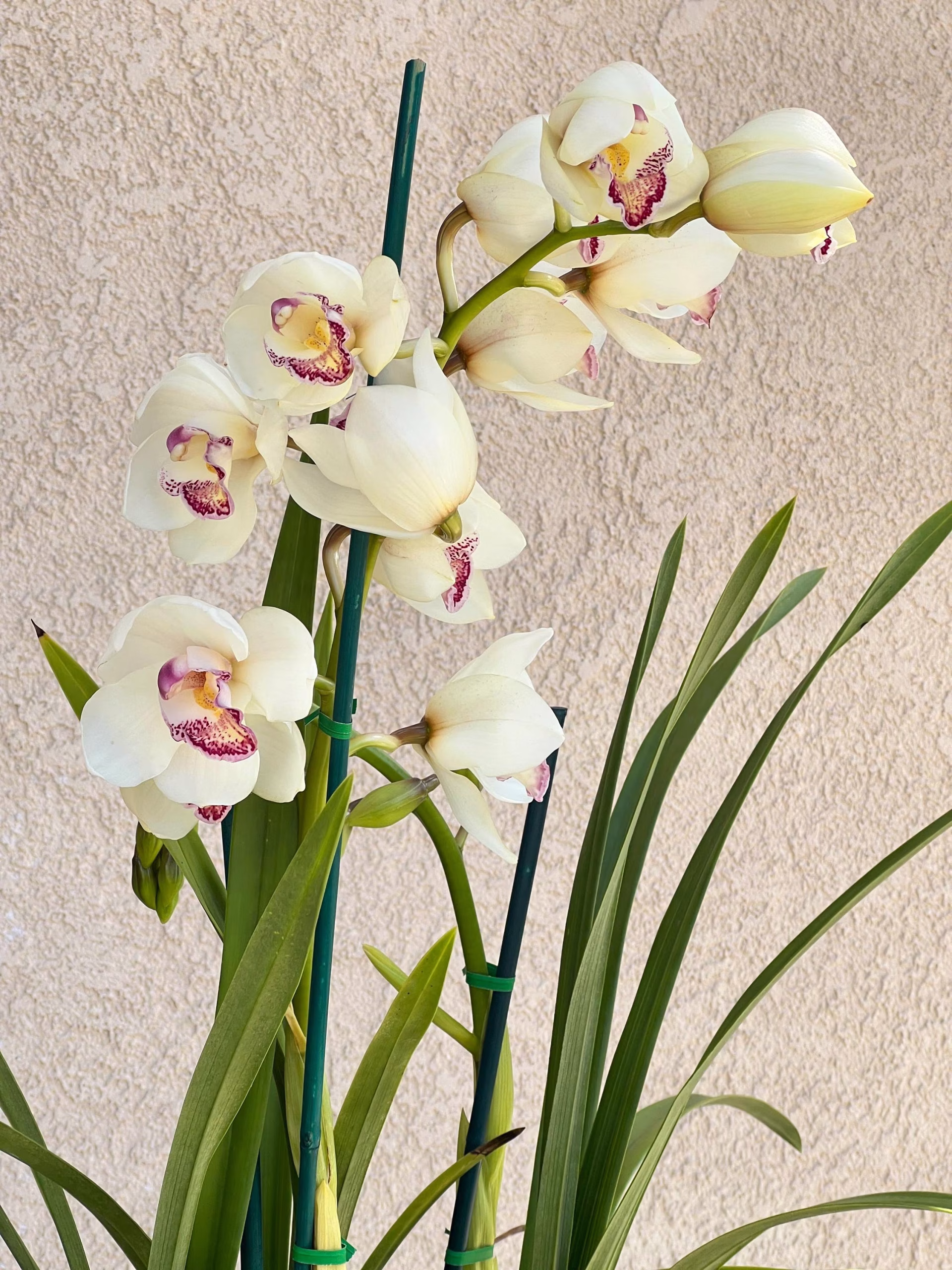Cymbidium Barrita Peace ‘Early Winter' - Image 2
