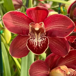 Cymbidium Spicy Khan ‘April’