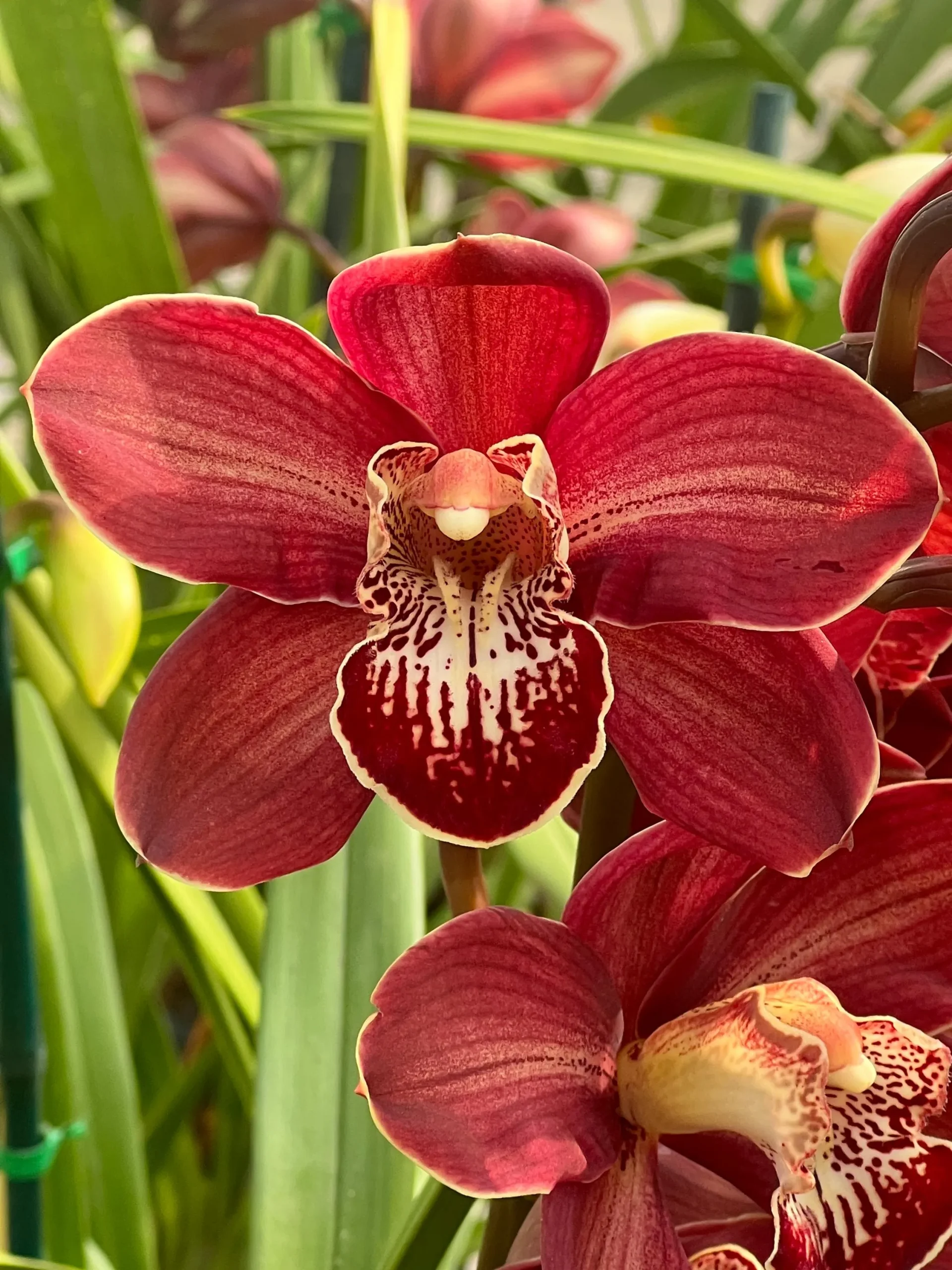 Cymbidium Spicy Khan ‘April’