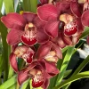 Cymbidium Spicy Khan ‘April’ - Image 6