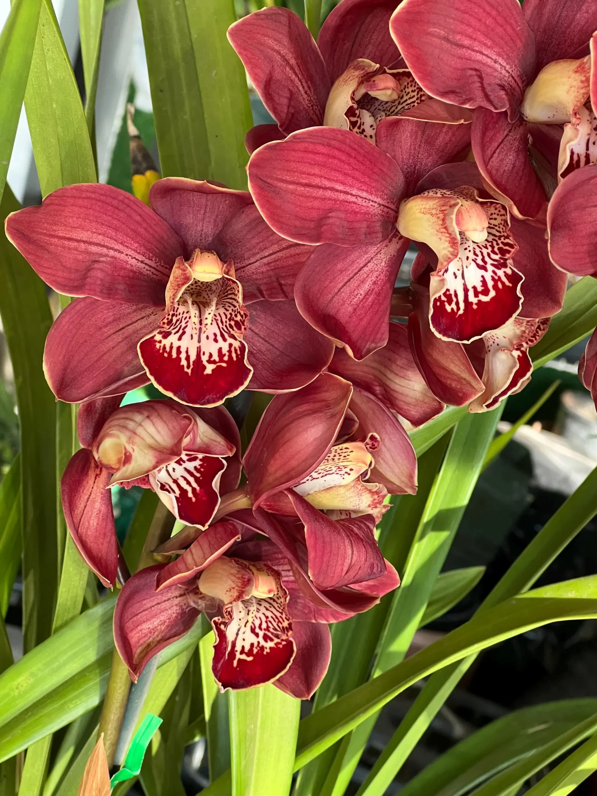Cymbidium Spicy Khan ‘April’ - Image 6