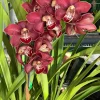 Cymbidium Spicy Khan ‘April’ - Image 4