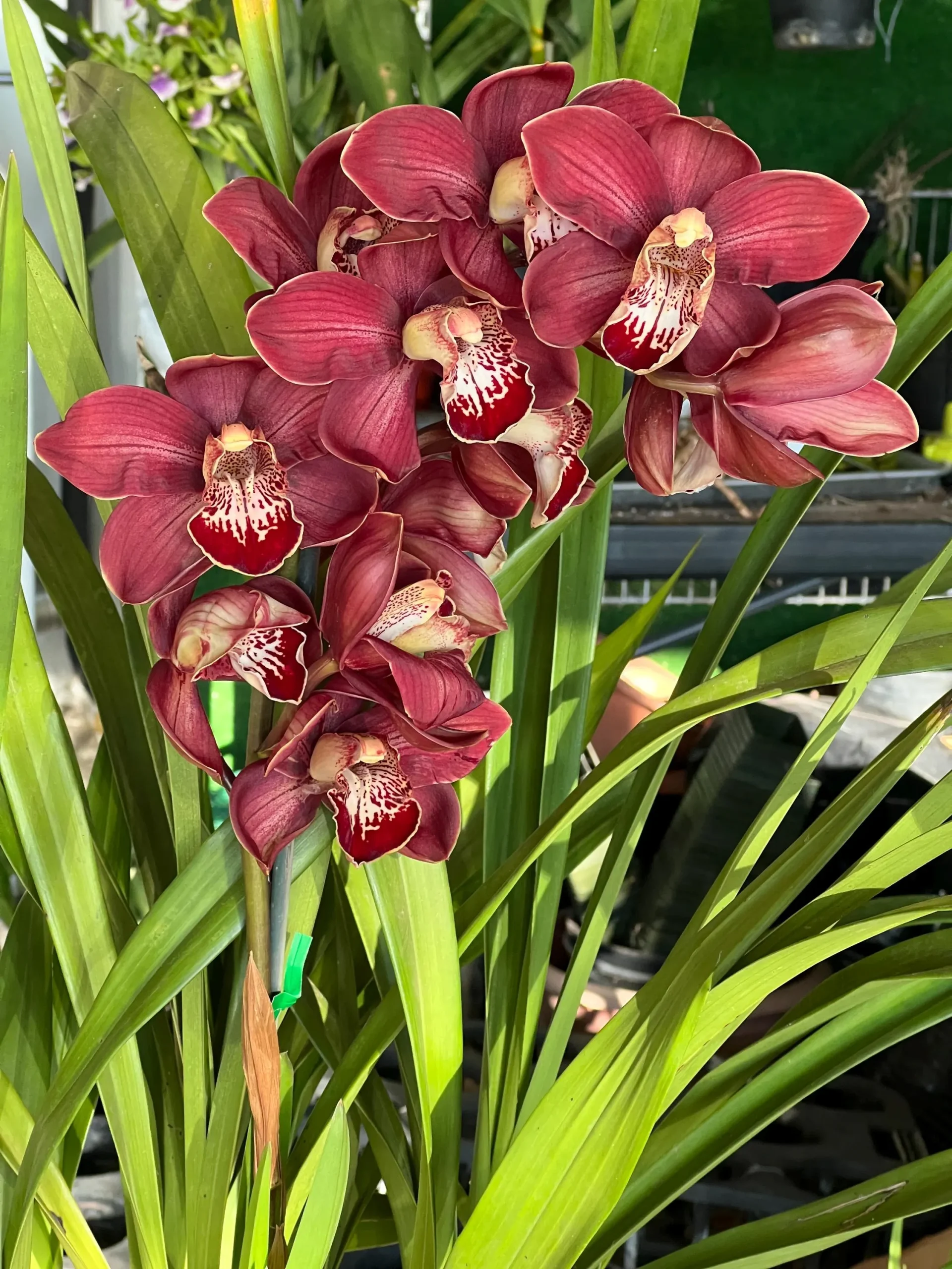 Cymbidium Spicy Khan ‘April’ - Image 4