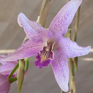 Laelia Summit ‘Tomiko’