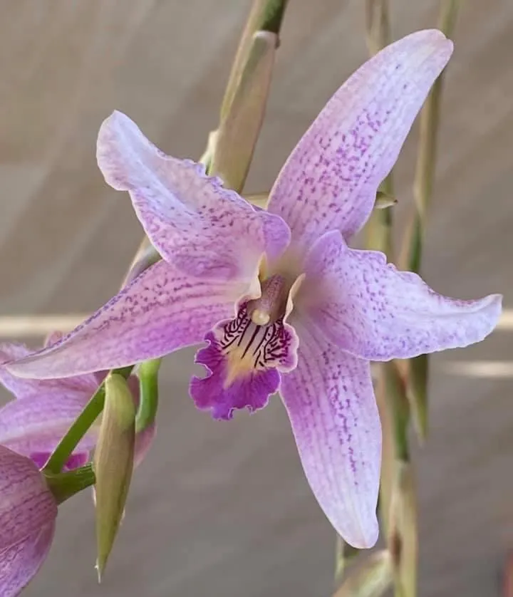 Laelia Summit ‘Tomiko’