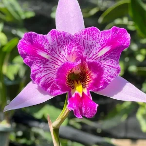 Laelia Anceps ‘Sanbar Super Splash’ AM/AOS