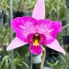 Laelia Anceps ‘Sanbar Super Splash’ AM/AOS - Image 6