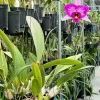 Laelia Anceps ‘Sanbar Super Splash’ AM/AOS - Image 5
