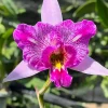 Laelia Anceps ‘Sanbar Super Splash’ AM/AOS - Image 3