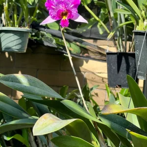 Alternative view of Laelia Anceps ‘Sanbar Super Splash’ AM/AOS