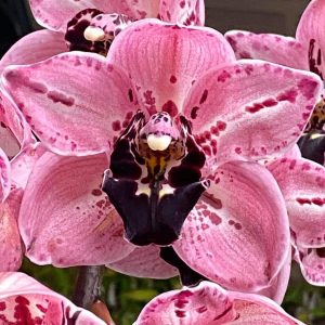 Cymbidium Rocky Greek ‘Gotcha’