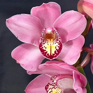 Cymbidium Barrita Sanguine 'Pink'