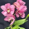 Cymbidium Barrita Sanguine 'Pink' - Image 3