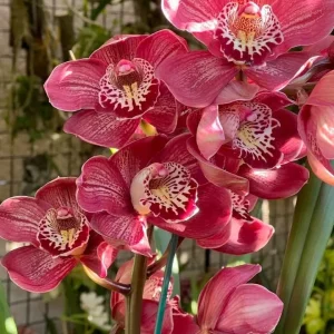 Cymbidium Barrita Flame 'Red Rock'