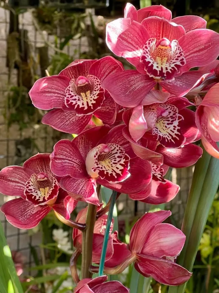 Cymbidium Barrita Flame 'Red Rock'